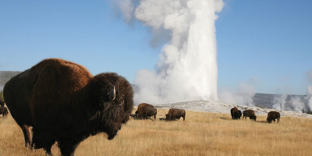 Why Visit Yellowstone National Park with&nbsp;SJTC?
